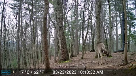 The Woods – 03/24/2023