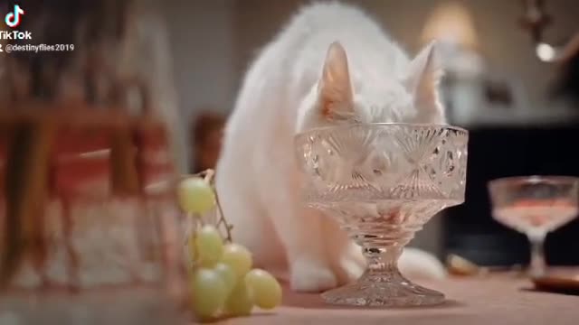 Classy Cat