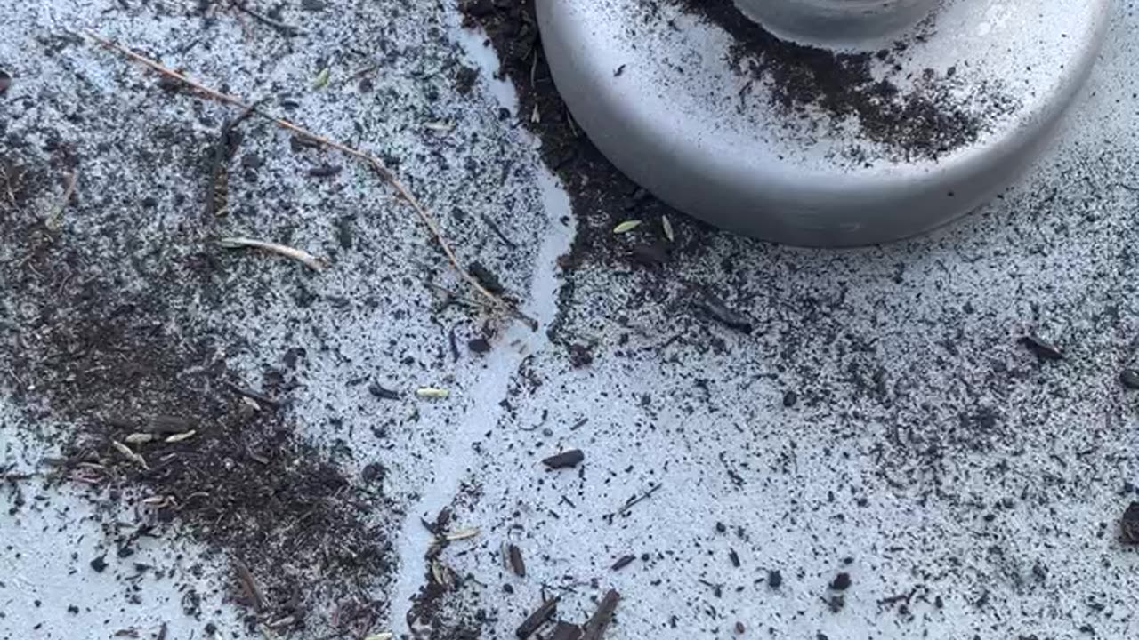 Ants making a trail at Vegas Temple