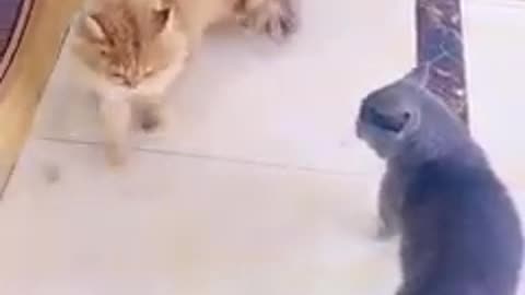 Amazing Cat Fighting