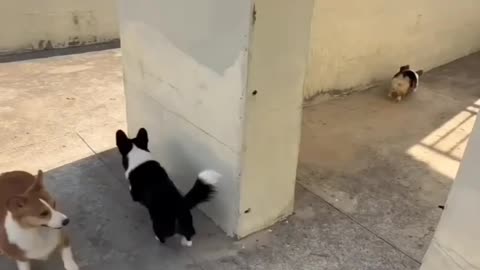 Cute puppies playing(Cutest thing on internet) 😍😍😂🤣