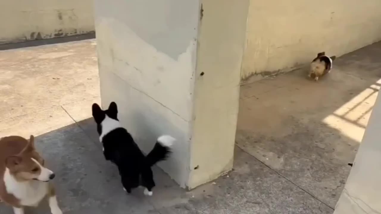 Cute puppies playing(Cutest thing on internet) 😍😍😂🤣