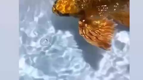 Golden Fish 🐠