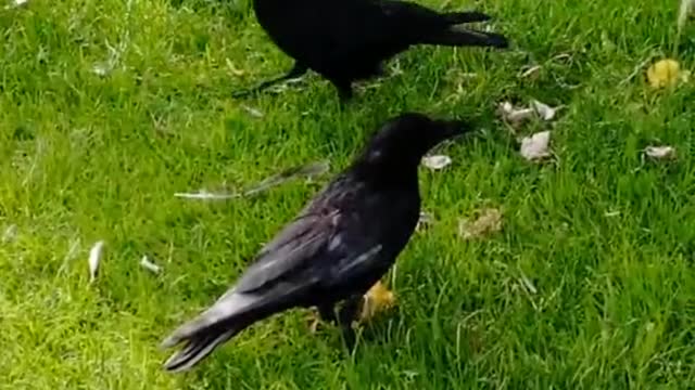 This is how I befriended my crows