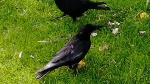 This is how I befriended my crows