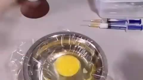 How A Chick Born From A Egg 🐣 - Interesting Video - 😱