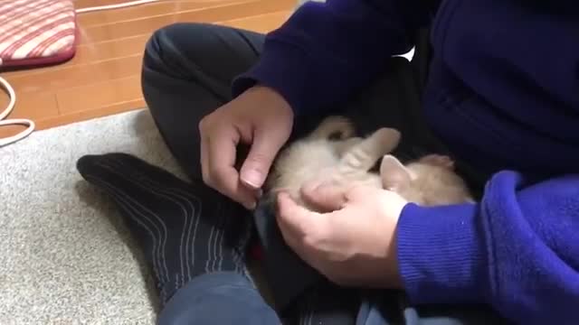 Kitten loves to sit in my lap