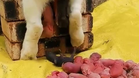 Rabbit giving birth , how to rabbits giving birth to baby