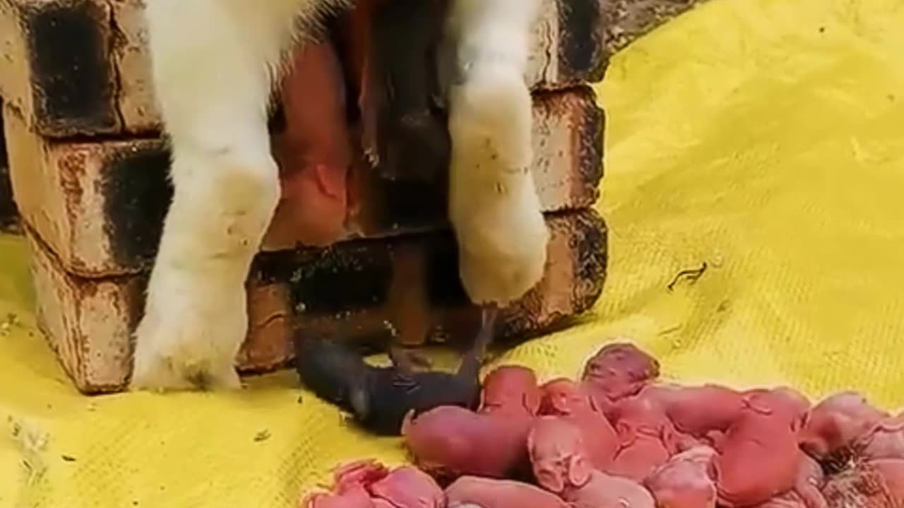 Rabbit giving birth , how to rabbits giving birth to baby