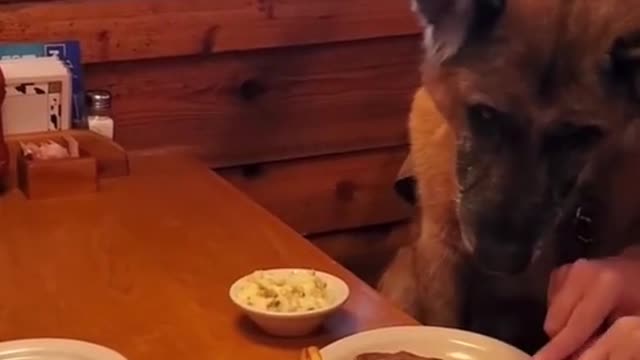 Afghanistan WarVeteran Dog Gets FreeMeal On Veterans Day