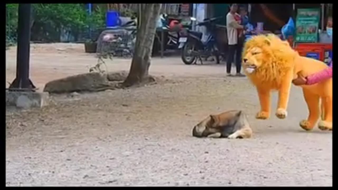 dog vs fake lion