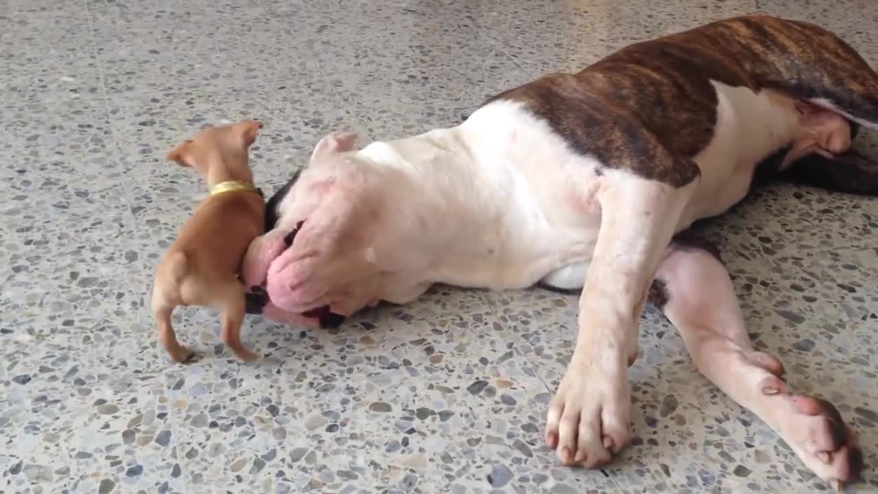 Cute little chihuahua puppy taunts the dozing American bulldog.