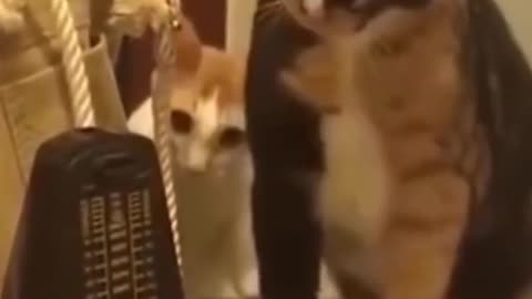 Scare Cat Funny Video