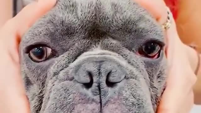 FUNNY ANIMALS VIDEOS TRY NOT TO LAUGH 🤣 | FUNNY CATS | FUNNY DOGS | CUTEST ANIMALS Ep 1 #SHORTS