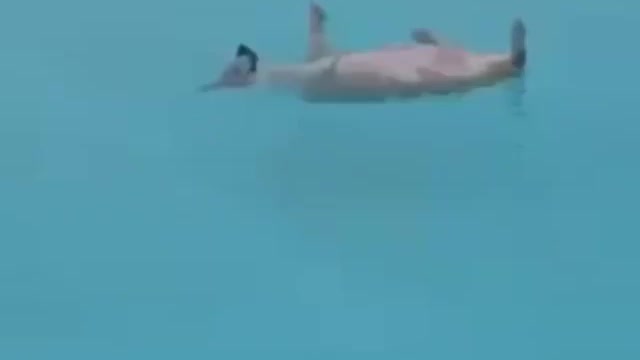 Dog swimming backstroke