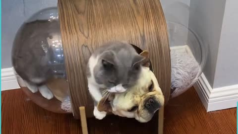 Peppa has no sense of personal space and George is not at all amused by this... 😂😂