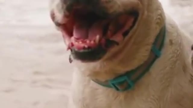 Dogs playing in water