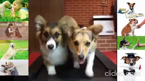 Funny and Cute Dogs Training Videos