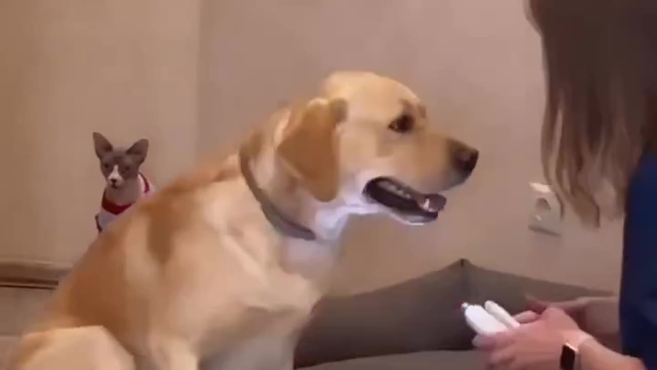 Funny Dog Reaction When His Owner Cutting Doggy Nail