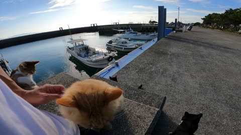 If you sit on Cat Island, you'll be surrounded by cats in no time.