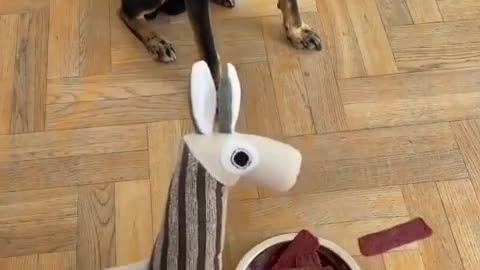 funny_animals.videos