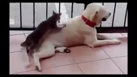 Try not to laugh! #animals dogs and cats