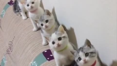 Dancing Cats||cats Dancing videos