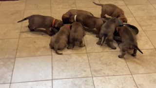 BFR Bullies