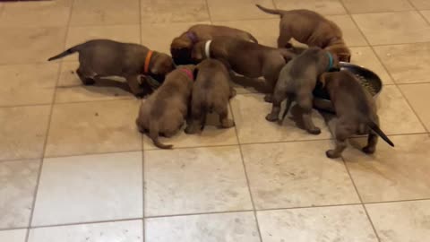 BFR Bullies
