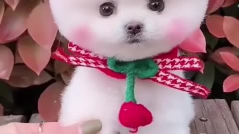 Put a ❤️ if you think cute🥰