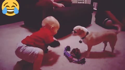 Funny Babies Laughing Hysterically at Dogs Compilation