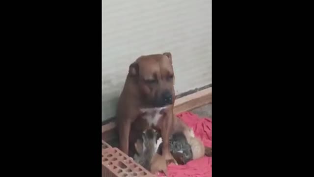 Cats breastfeed a dog who appears to be their mother