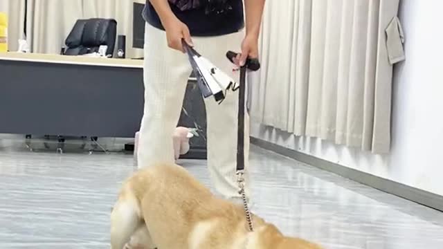 #Labrador Jacky protects against biting, lunging, jumping, fighting, picking things up, etc.