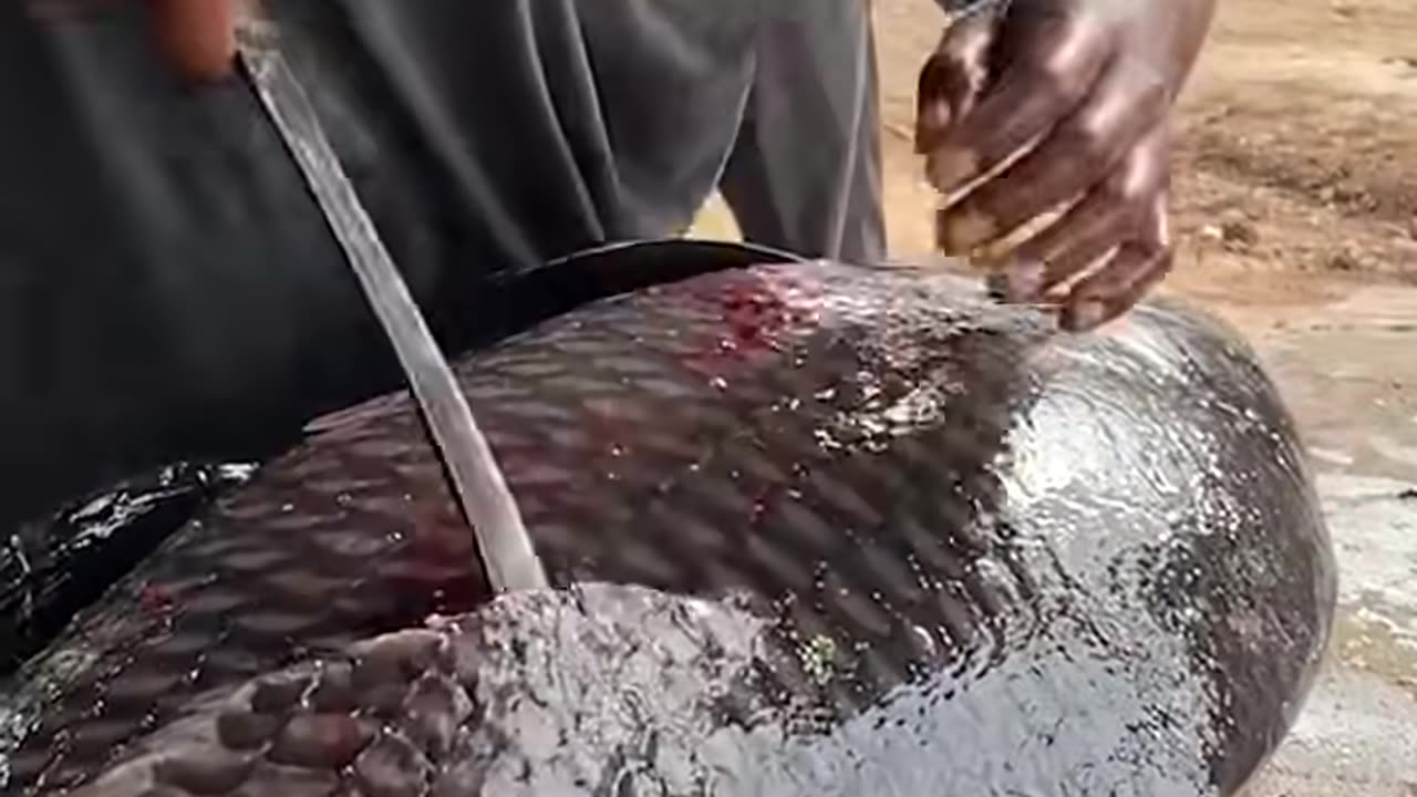 Amazing! World Biggest Catla Fish Cutting In Village