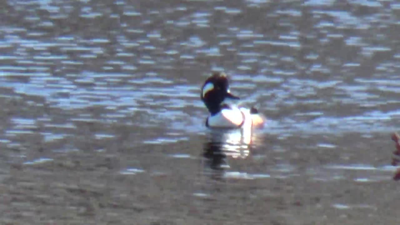 Hooded Merganser