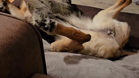 Sweet German Shepherd Is Relaxing Comfortably