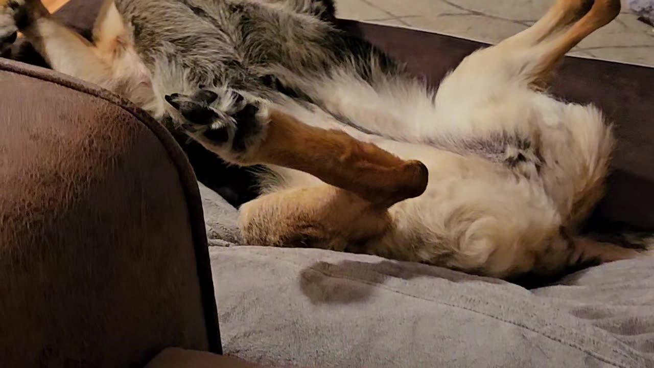 Sweet German Shepherd Is Relaxing Comfortably