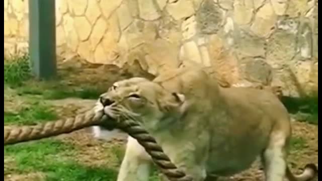 Is this a tug-of-war between man and lion?