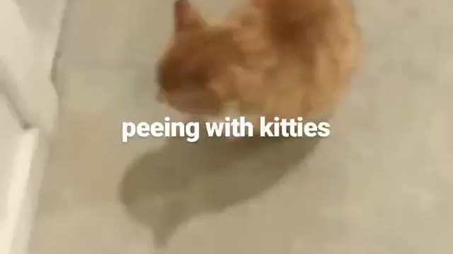 Bathroom Cat