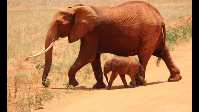 Poesia elefante selva