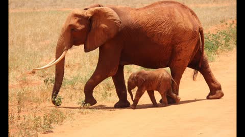 Poesia elefante selva