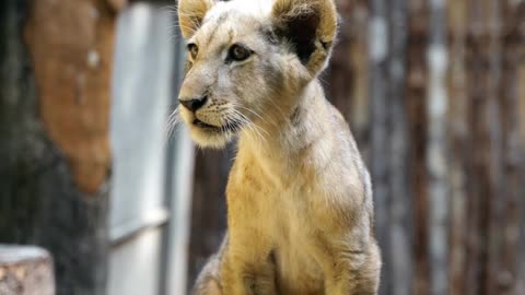 GROWING LITTLE LION SITTING BEAUTIFULLY