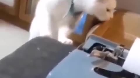 Cute cat Mama Cat Takes Back Crying Kitten From Toddler