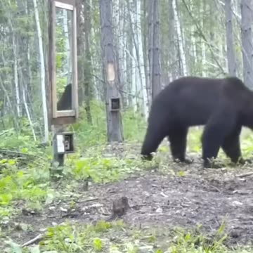 How bear reacts seeing reflection in a mirror for the first time