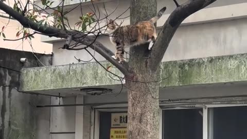 whirlwind cat head