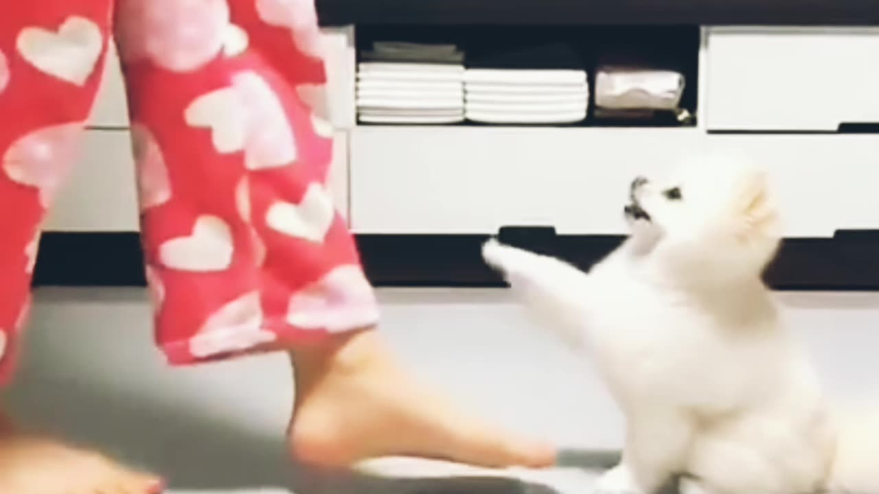 Cute Cat dance video