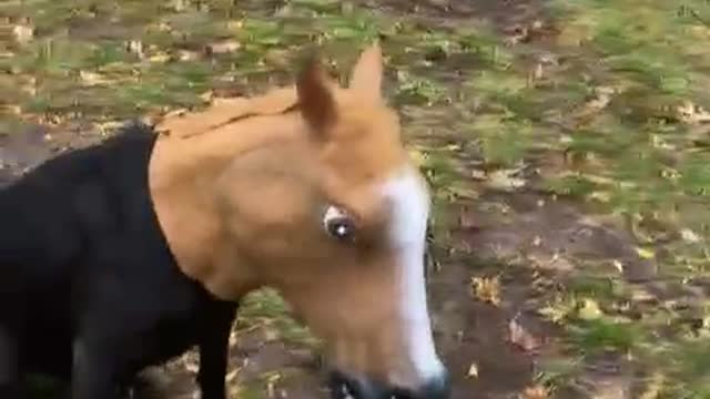 Dog cries after knowing the halloween party is canceled.