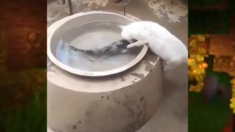 The Cat Stole The Fish😂