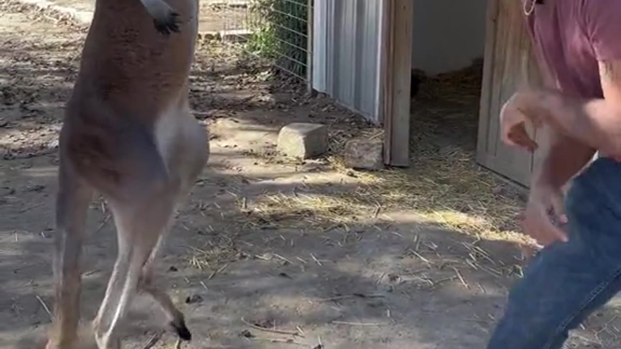 Cute and aggressive kangaroo...