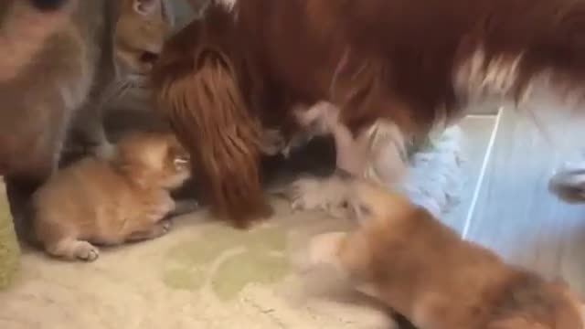 Cat, kittens, and dog